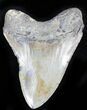 Megalodon Tooth - North Carolina #21948-2